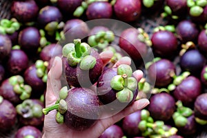 Three mangosteen in woman hand on blurred mangostana garcinia background photo