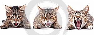 Three menacing cats lined up, exuding an air of ferocity. White background, isolated, cut out photo