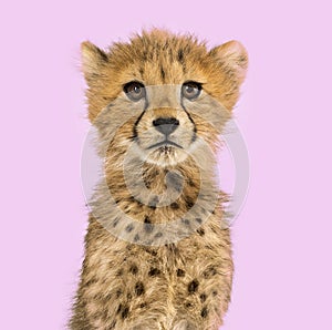 Close-up on a three months old cheetah cubs