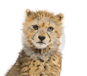 Close-up on a three months old cheetah cubs, isolated