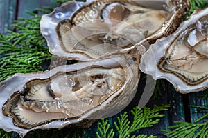 Close up of three oyesters open on wooden background, gourmet macro food photography