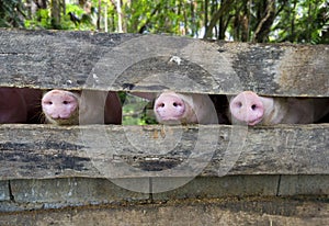 Close-up of three pig snouts