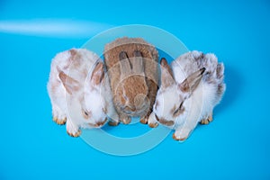 Close up Three rabbits white and brown sitting in row together on blue background