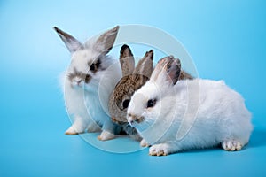 Close up Three rabbits white and brown sitting in row together on blue background