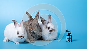 Close up Three rabbits white and brown sitting in row together on blue background listening music