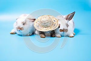 Close up Three rabbits white and brown sitting in row together with hat on blue background