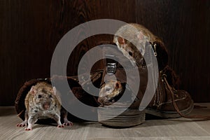 Close-up three rats climb inside brown shoes on the gray floors.