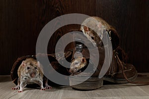 Close-up three rats climb inside brown shoes on the gray floors. photo