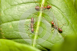 Close up three red ant on green leaf in nature at thailand