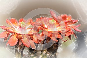 Close-up of three red cactus flowers, scientific name Cactaceae