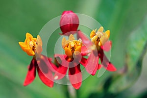 Close up of three red and yellow, scarlet milkweed flowers open wide Asclepias curassavica