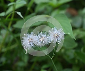 Close up of three seed clusters of a Dandelion variety plant