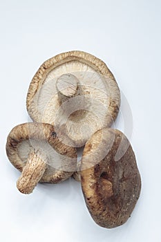 Close up of three shiitake mushrooms