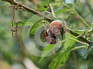 Close-up of three small Roman snails Helix pomatia grouped on one leaf