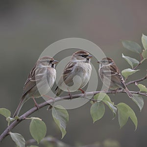 Close Up Three Small Sparrow Birds