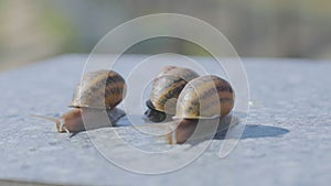 Close-up of three snails crawling on a flat surface. Three snails close up. Helix Aspersa Maxima on a flat surface close