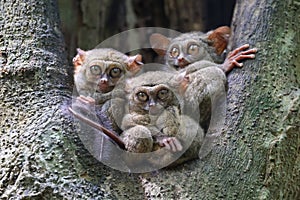 Close up of three Spectral tarsiers (Tarsius tarsier), Sulawesi, Indonesia