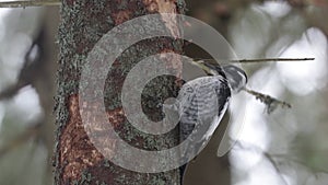 A close-up of a Three-toed woodpecker, Picoides tridactylus pecking a spruce tree