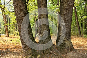 Close-up of three trunks of English (Pedunculate) oak