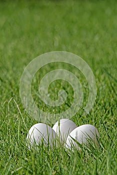 Close-up of three white Easter eggs in green grass