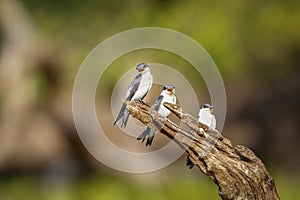 Close-up of three White-winged Swallows, Pantanal Wetlands,