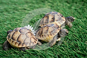 Close up of three young hermann turtles on a synthetic grass with daisyflower