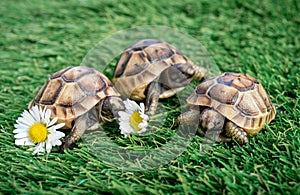 Close up of three young hermann turtles on a synthetic grass with daisyflower