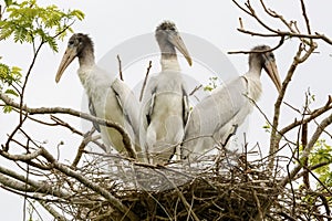 Close-up of three young Wood Storks in a nest, Pantanal Wetlands, Mato Grosso, Brazil