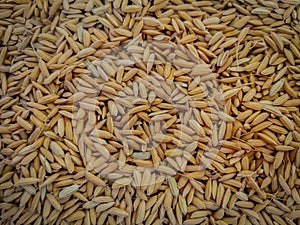 Close up threshed paddy