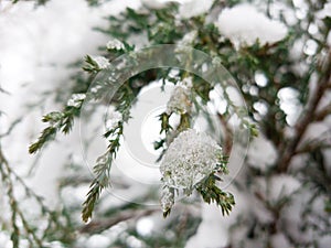 Close up of thuja branch covered with ice in winter forest. Winter background