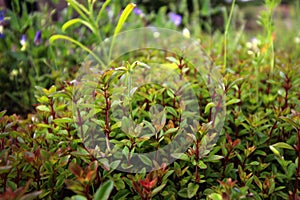 Close up of thyme