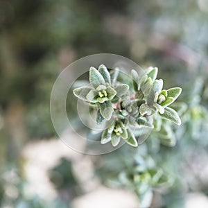 Close up of Thyme Leaves
