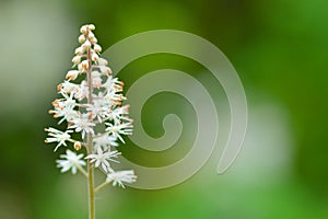 Close up of Tiarella cordifolia (foam flower) photo