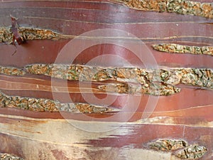 Close up Tibetan Cherry Birch Tree Bark