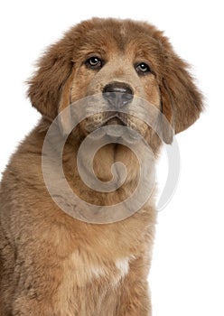 Close-up of Tibetan Mastiff puppy