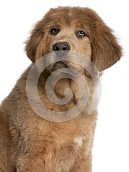 Close-up of Tibetan Mastiff puppy, 3 months old