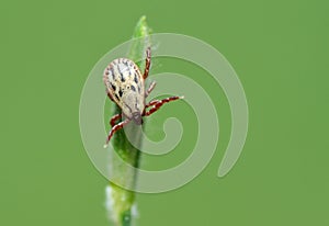 Tick sitting on grass tip in green background photo