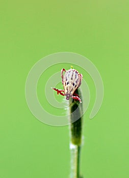 Ixodidae hard tick sitting on grass tip in green background