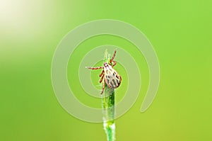 Ixodidae hard tick sitting on grass tip in green background