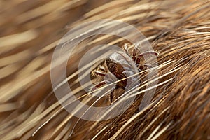 Close up of tick insect crawling in dog fur