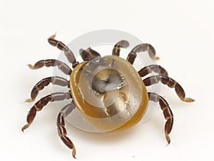 Close-up of a Tick Isolated on White Background
