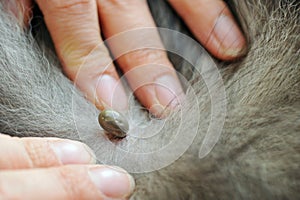 Close-up of tick sucking blood on dog skin.