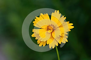 Close up of Tickseed Sonnenkind Coreopsis grandiflora