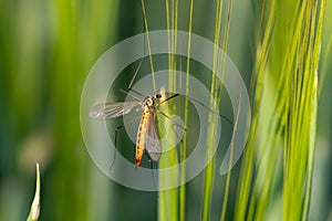 Tiger cranefly