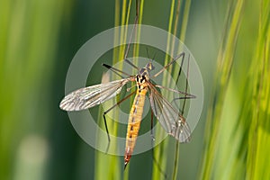 Tiger cranefly