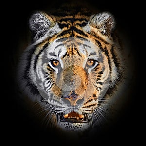 Close up Tiger face, isolated on black background