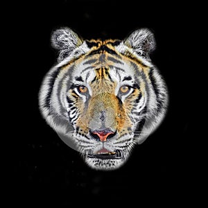 Close up Tiger face, isolated on black background