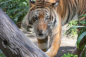 Close up of tiger face, powerful dangerous intense wild siberian tiger