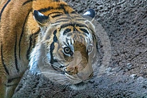 Close up of tiger face, powerful dangerous intense wild siberian tiger