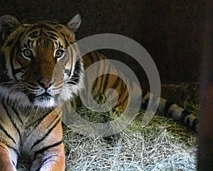 Close up of tiger face, powerful dangerous intense wild siberian tiger, looking at camera